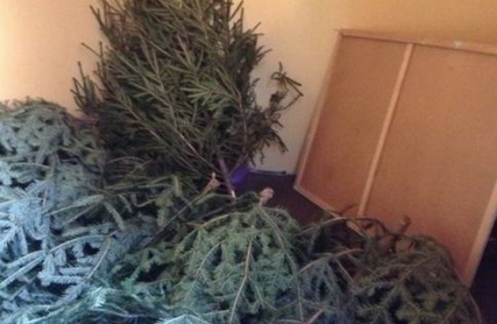 Співвітчизників просять не купувати ялинки з рук - лише на спеціальних базарах!