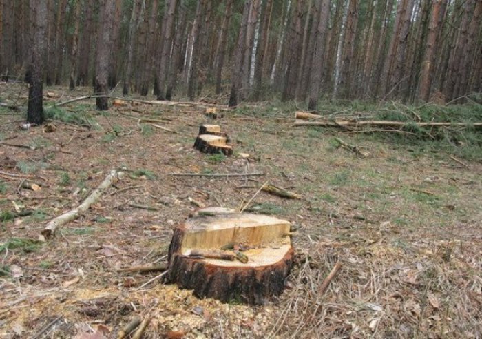На Хустщині нарубали дерев на понад 195 тисяч гривень