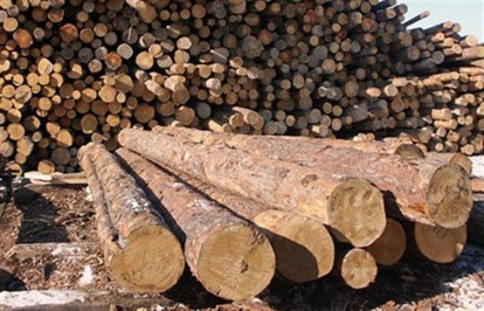 На Закарпатті поліція вилучила незаконно зрубані дерева