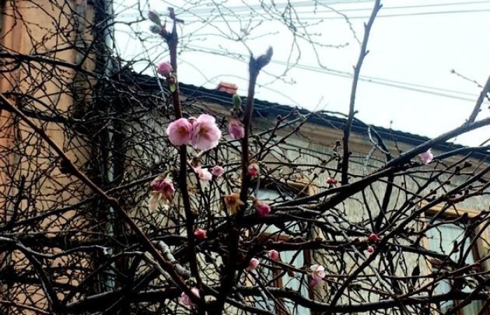 На Закарпатті знову цвіте сакура (ФОТО)