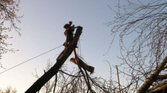 Альпіністи обрізають ужгородські тополі!