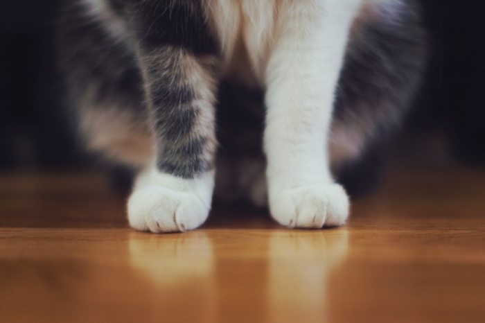 Няшна новина на добраніч: кототролейбус, котокафе... от би й нам в Ужгороді?
