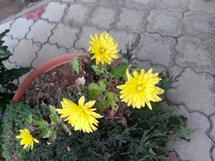 Попри мороз на Ужгородщині цвітуть квіти