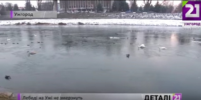 Ужгород для лебедів - теплі краї, але підгодовувати овочами їх можна і варто