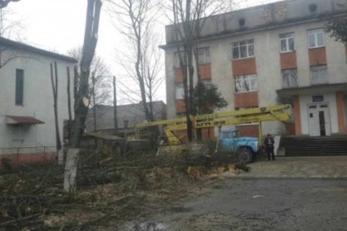 Влада Ужгорода: Самовільне зрізання зелених насаджень на вулицях неприпустиме! (ФОТО)