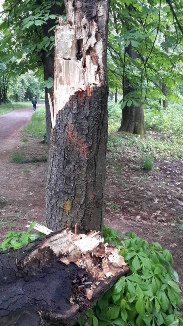 В Ужгороді під час негоди впало дерево