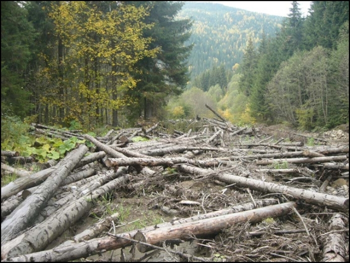 Вирубка лісу на Закарпатті на кордоні із Словаччиною відбувалась за сприянням... прикордонників