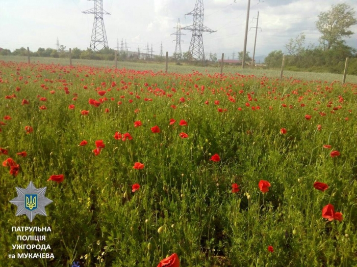 В Ужгороді знайшли великі посадження снодійного маку