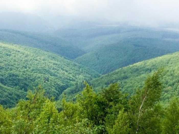 Європейські експерти оглянули наскільки дикі закарпатські дикі ліси