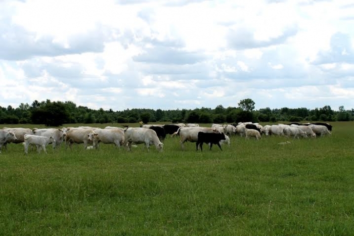 Голова Закарпатської облради продовжує перейматися сільським господарством – відвідав французьких корів