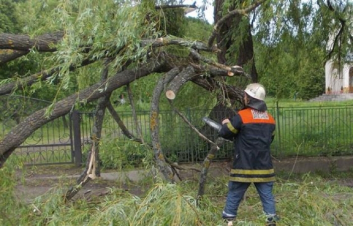 Вітер повалив дерева у двох районах Закарпаття