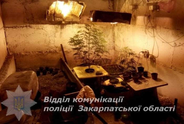 Ужгородець перетворив свій підвал на плантацію марихуани