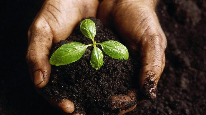 Закарпатці можуть не розраховувати на отримання землі від держави – введено мораторій