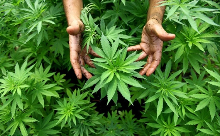 Найпопулярнішими серед контрабандистів наркотиками є марихуана та метамфетамін