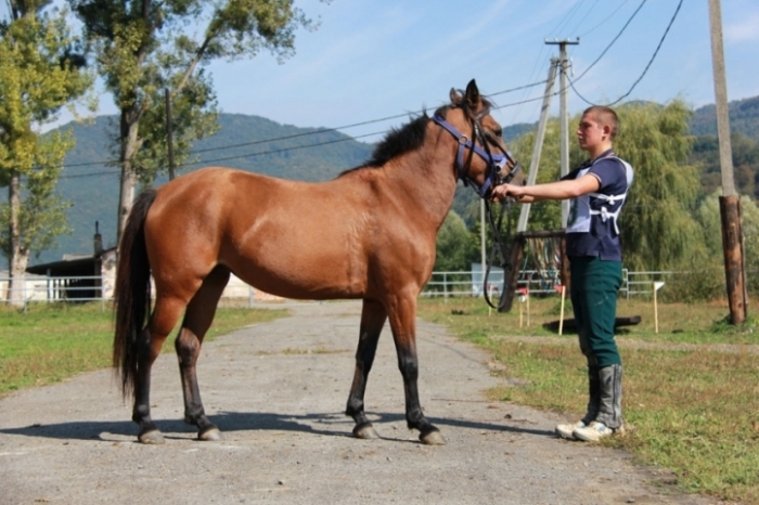 Найкращого гуцульського коня на Свалявщині визначали за допомогою лабіринта і крутого спуску