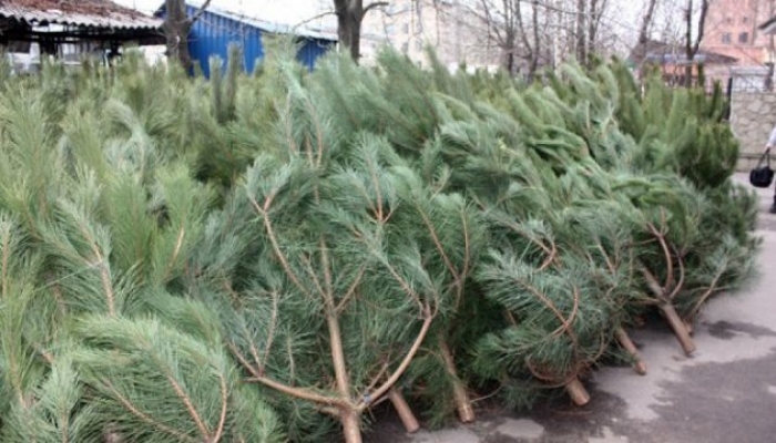 В Ужгороді вперше почали утилізувати новорічні ялинки