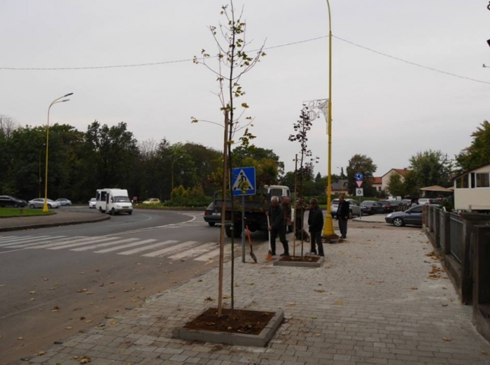 Молоді деревцята висаджують у столиці Закарпаття