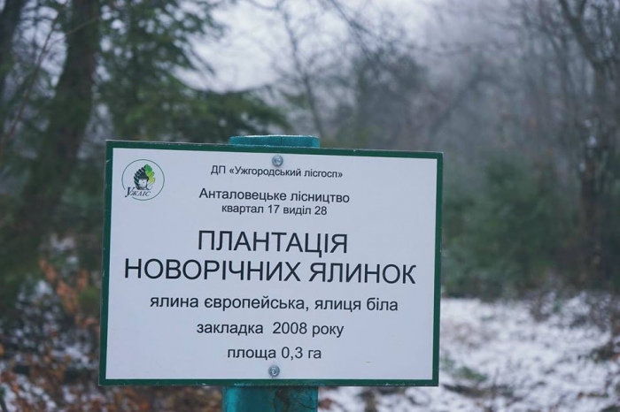 Лісівники та правоохоронці Ужгородщини спільно протидіятимуть незаконним рубкам новорічних дерев
