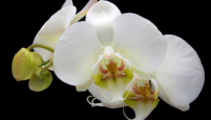 Як правильно доглядати за орхідеями