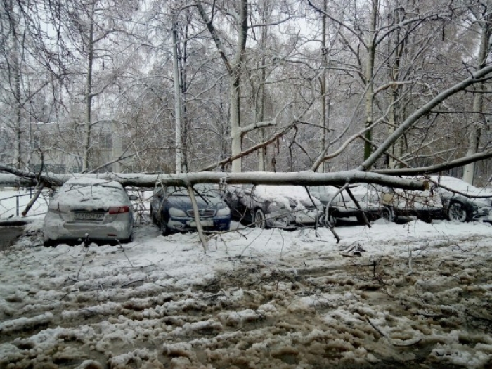 Мокрий сніг повалив дерева в Ужгороді та на Берегівщині