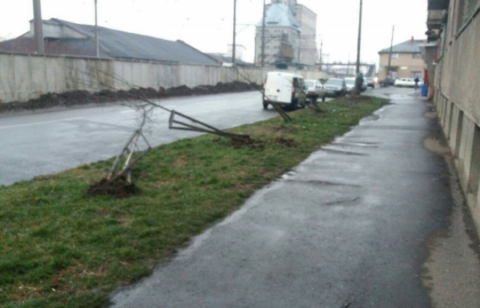 У Мукачеві невідомі поламали весняні саджанці ясена. Вандалів розшукують