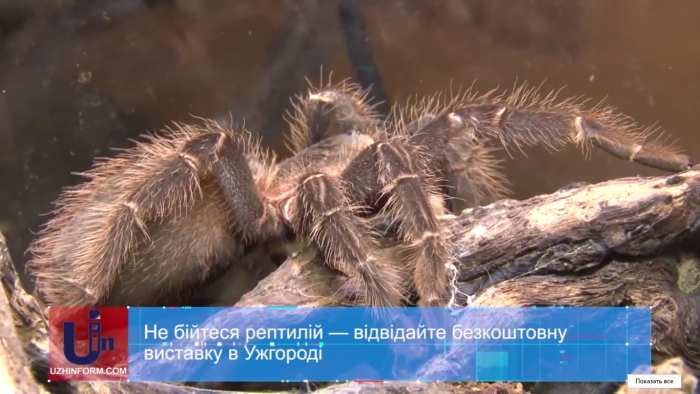 Хто не боїться змій, ящірок та павуків, має змогу в Ужгороді відвідати екзотичну виставку