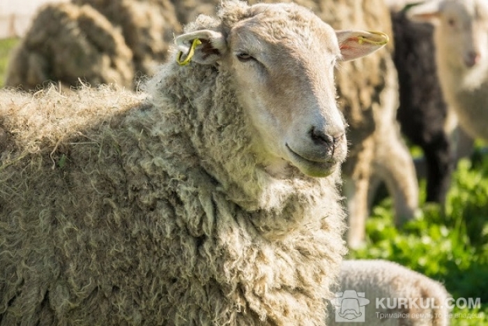 Зроблено важливий крок до відродження слави вівчарів Українських Карпат
