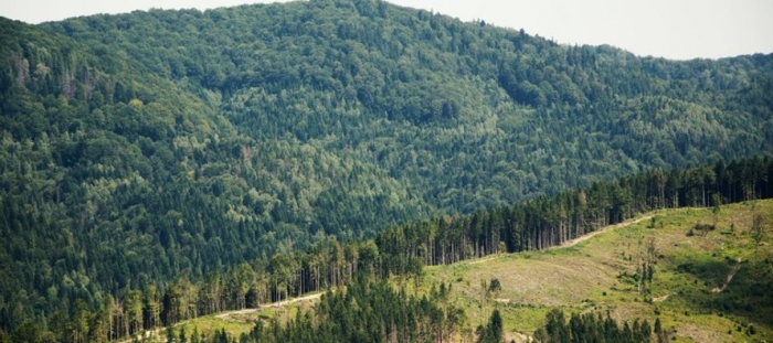 Головний лісівник Закарпаття розповів про роботу лісової галузі