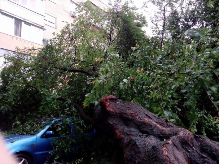 Величезне  дерево розтрощило автомобіль у Мукачеві