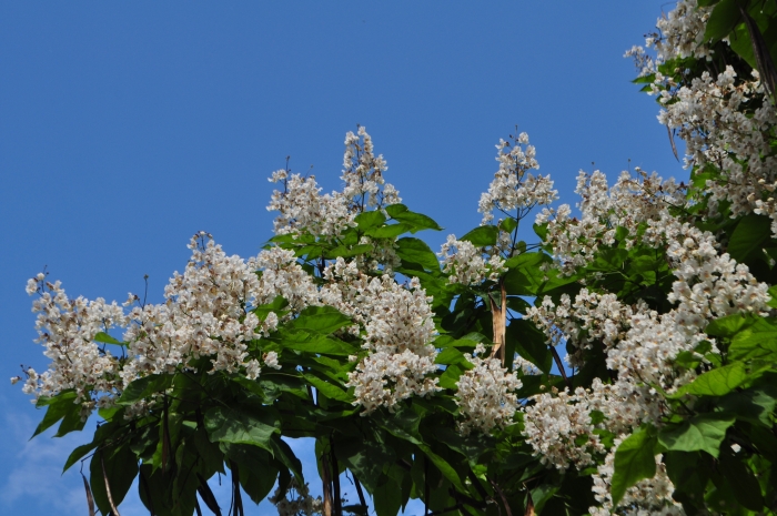 Північно-американські катальпи прикрасили Ужгород білим цвітом