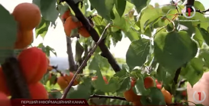 Понад 150 сортів винограду вирощує у Виноградові екосадівниця-селекціонер