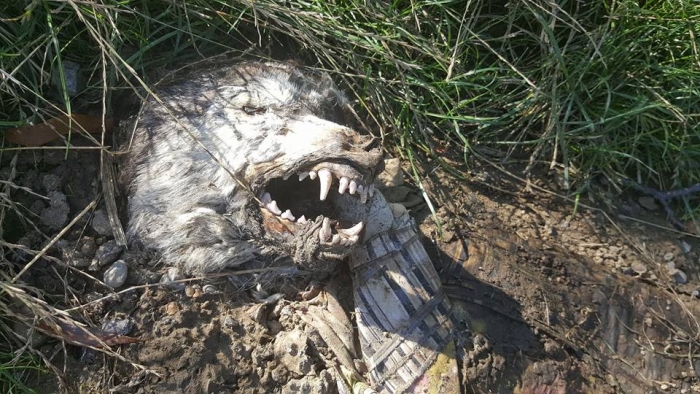 Оскал вовчої морди на березі річки Уж...