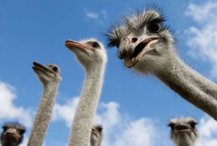 Як живеться найбільшим птахам – африканським страусам на Закарпатті