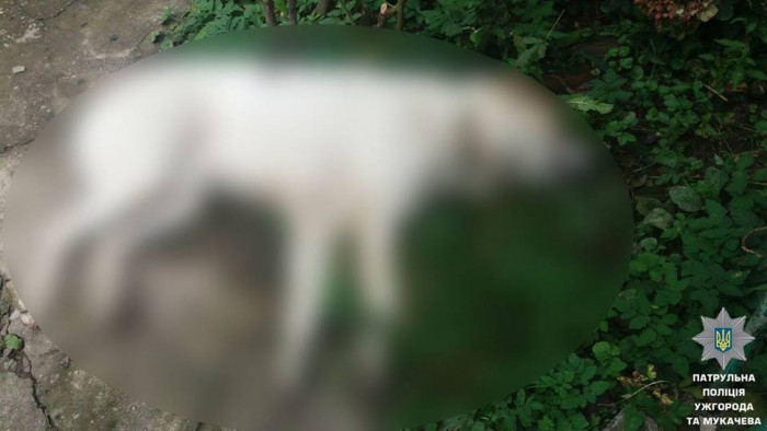Патрульні в Ужгороді застрелити алабая, щоб врятувати людське життя