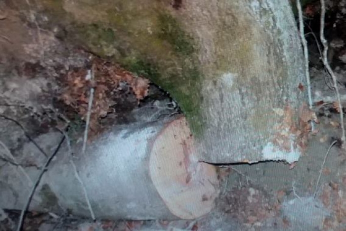 У лісі на Перечинщині дерево смертельно травмувало чоловіка