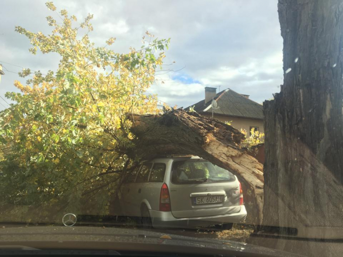 Перші наслідки негоди в Ужгороді: місто засипало зламаними деревами (ФОТО)