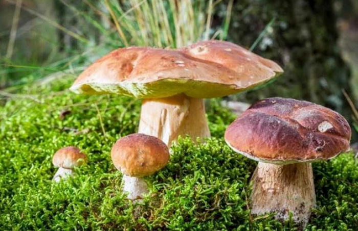 Як дівчата Срібної Землі по гриби в ліс ходять! (ВІДЕО)