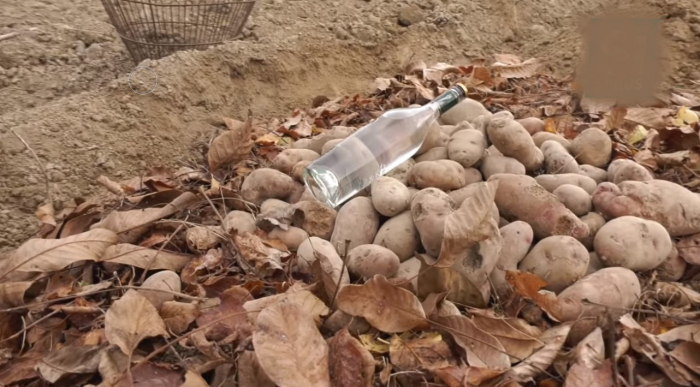 На Іршавщині донині ховають овочі на зимове зберігання у пласти