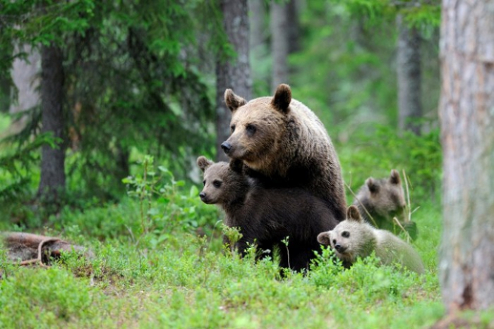 Закарпатські лісівники першими в Україні запускають проект зі збереження диких тварин
