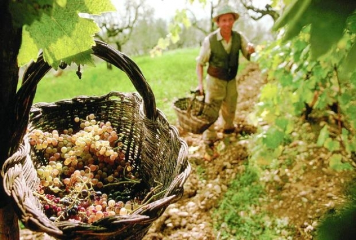 Закарпатським виноробам на замітку: малих виноробів буде переведено на єдиний податок четвертої групи 