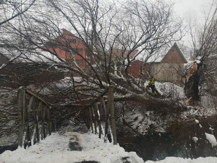 Отакої: у Хусті повалене дерево зруйнувало пішохідний міст (ФОТОФАКТ)