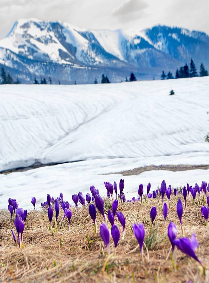 Ви бачили заквітчані снігові гори Закарпаття?