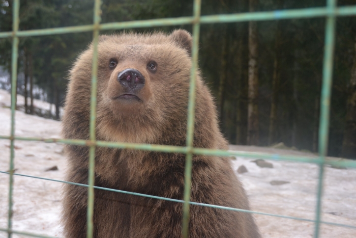 Уже чверть сотні ведмедів проживають в Синевирському реабілітаційному центрі на Міжгірщині