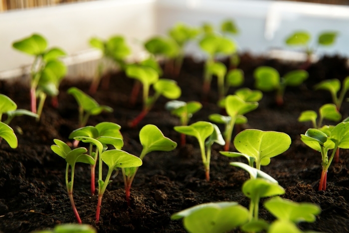Лайфхак для закарпатців: як виростити зелень та овочі на підвіконні