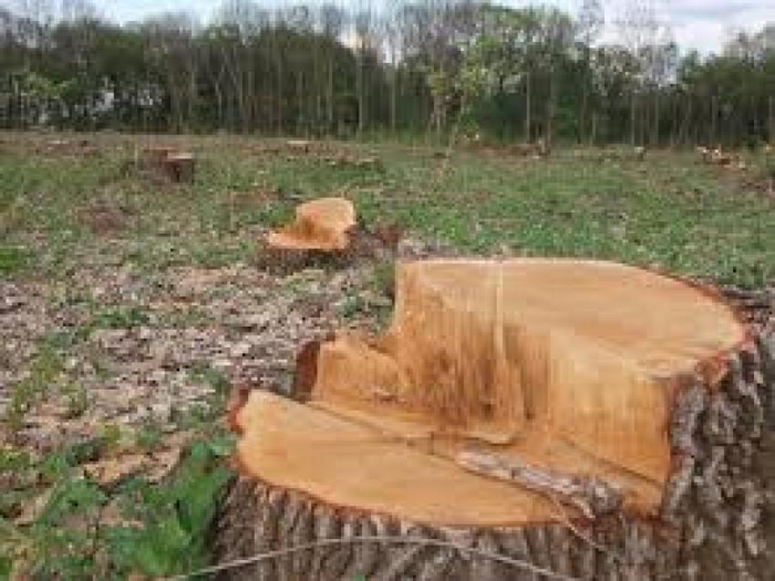 Військові лісники Ужгородщини незаконно нарубали дерев більш ніж на тринадцять тисяч гривень