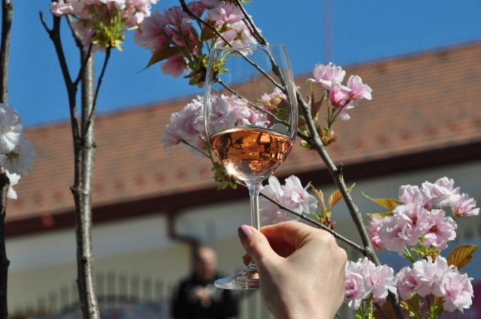 Рожеві вина для квітучого Ужгорода: у місті розпочався дводенний фестиваль «SakuraWine»