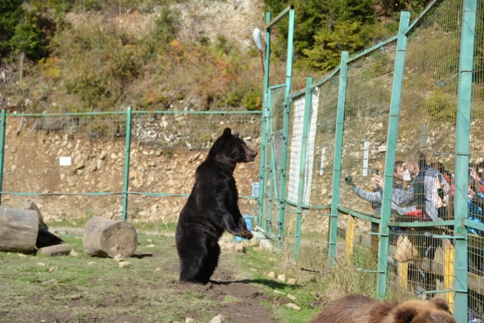 Карпатський центр реабілітації бурих ведмедів запрошує на літні оглядини