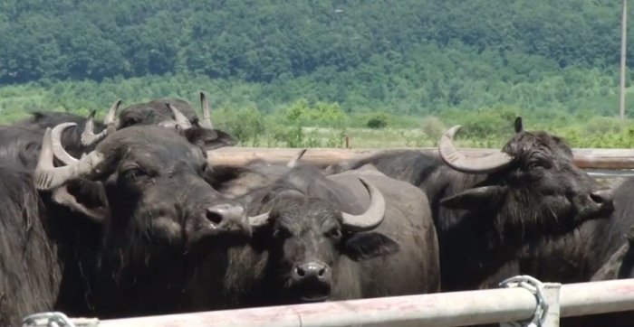 На Виноградівщині працює буйволина ферма