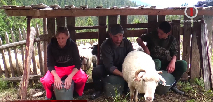 Вони працюють найближче до сонця: як живеться закарпатським вівчарям на полонинах