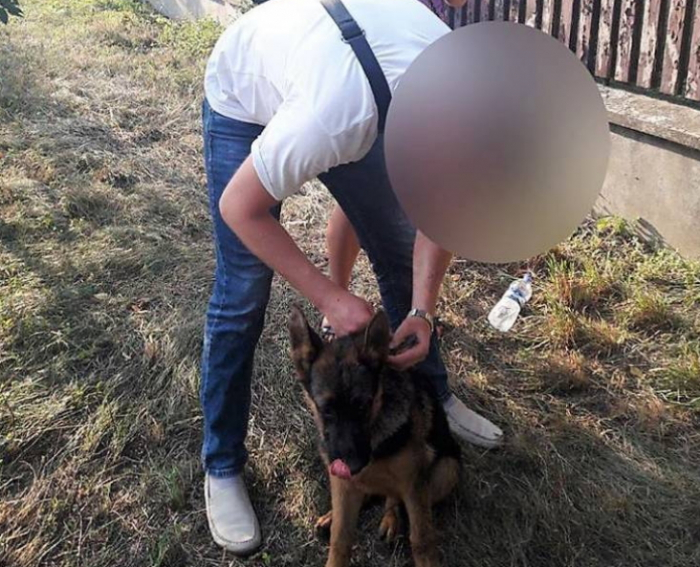 В Ужгороді невідомий поцупив пса елітної породи
